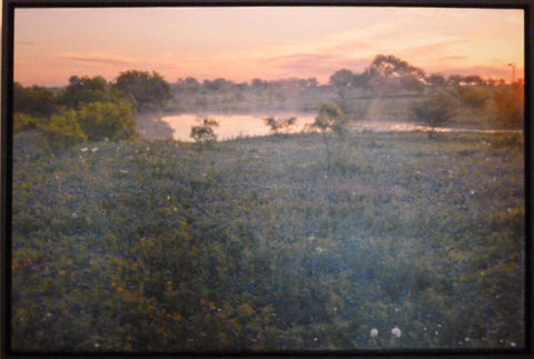 Bluebonnet Sunrise Framed